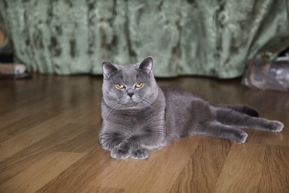 Как у нас появился британский котенок | Питомник британских кошек Silvery  Snow. Голубые британские котята. | Дзен