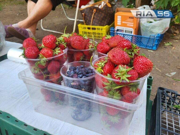   В Оренбурге начали продавать местную клубнику Марина Шарт