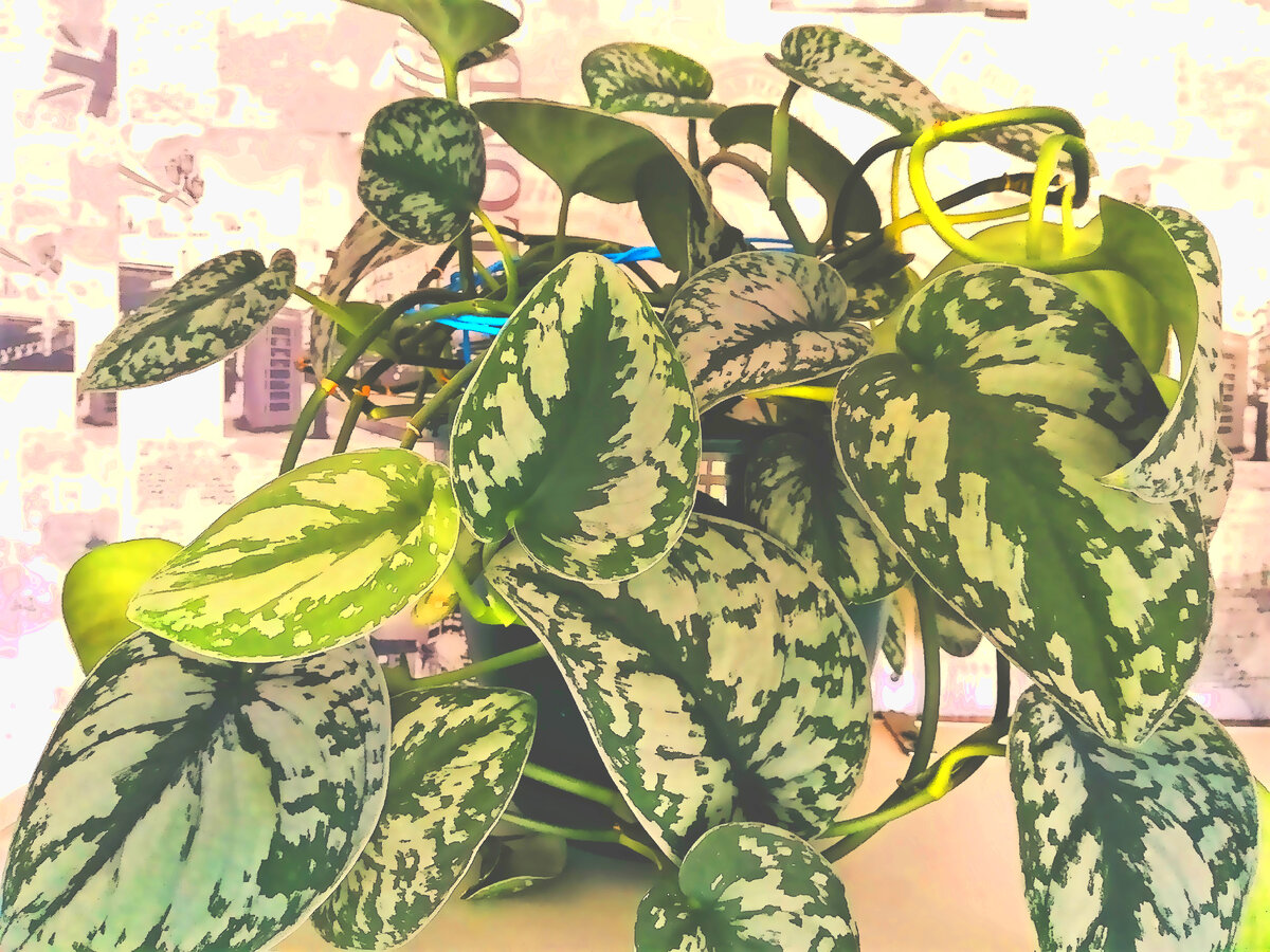    Сциндапсус треби