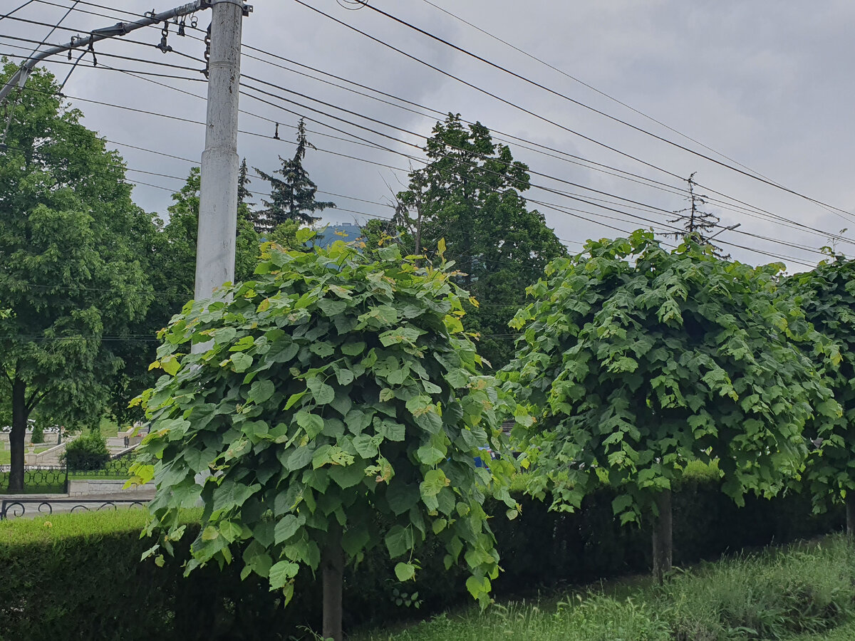 Сегодняшний вид Пятигорска с проглядывающей вершиной "холма" Машук. Фото автора 06.06.23