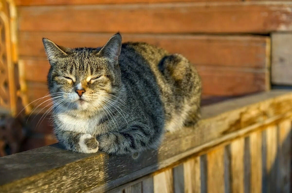 🐱Чем отличаются деревенские кошки от городских: здоровье, характер,  питание, долголетие | Нос, хвост, лапы | Дзен