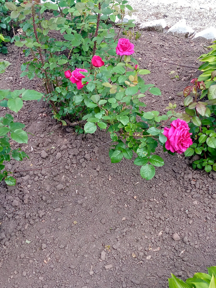 Роза возле школы