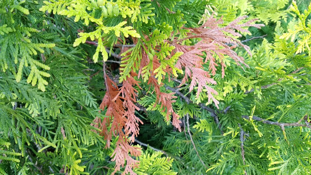    Почему желтеет туя? Фото автора