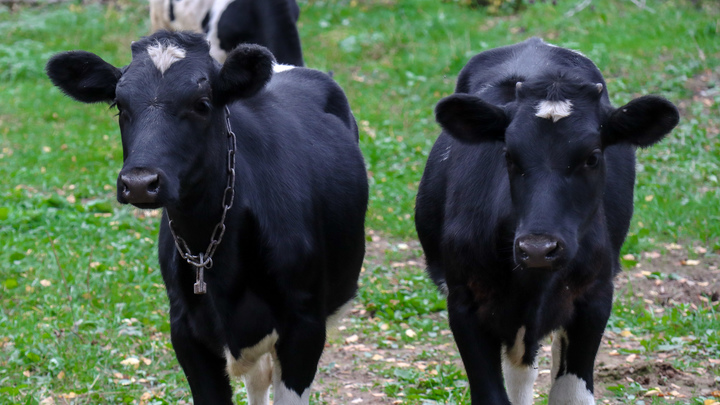 ELENA MAYOROVA/GLOBAL LOOK PRESS 