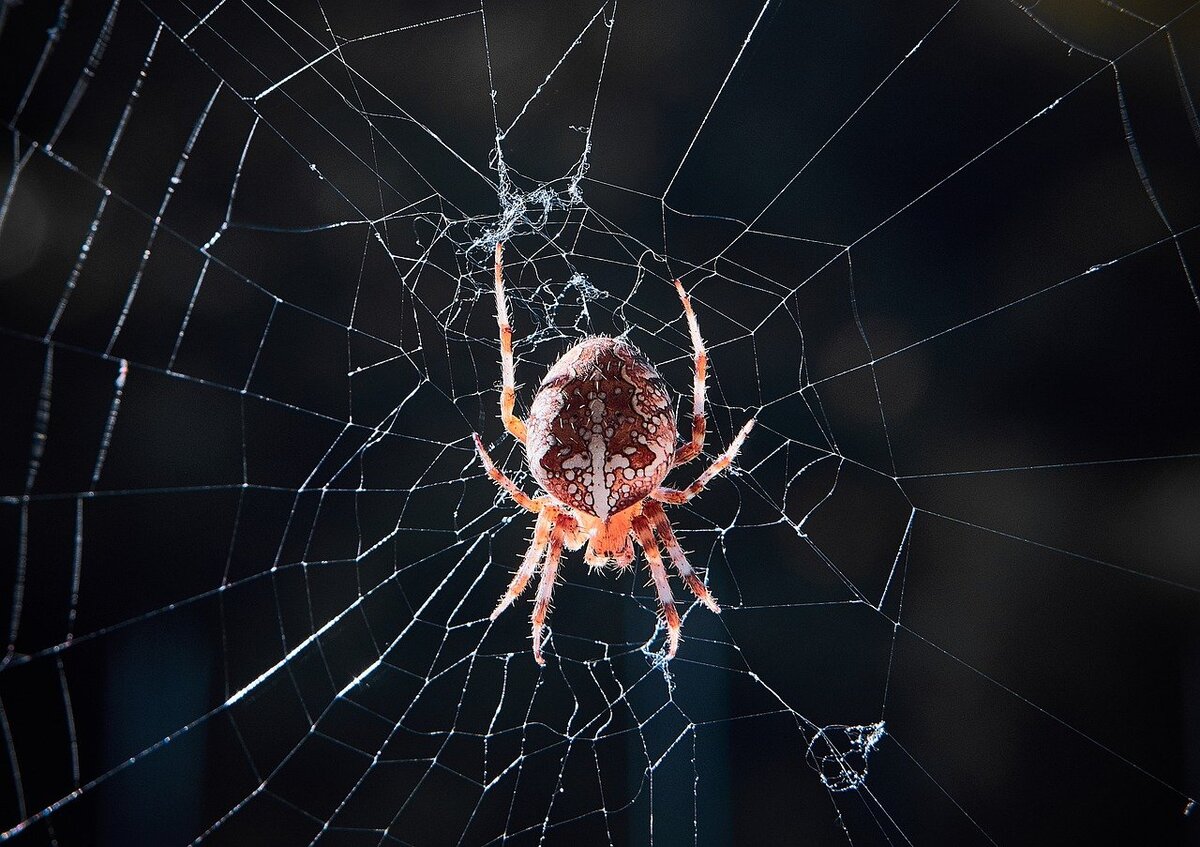 Поделка паук на паутине - 75 фото