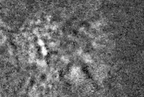     Реснички в мутантных клетках бьются асинхронно Hiroko Saito et al. / Molecular Biology of the Cell, 2021