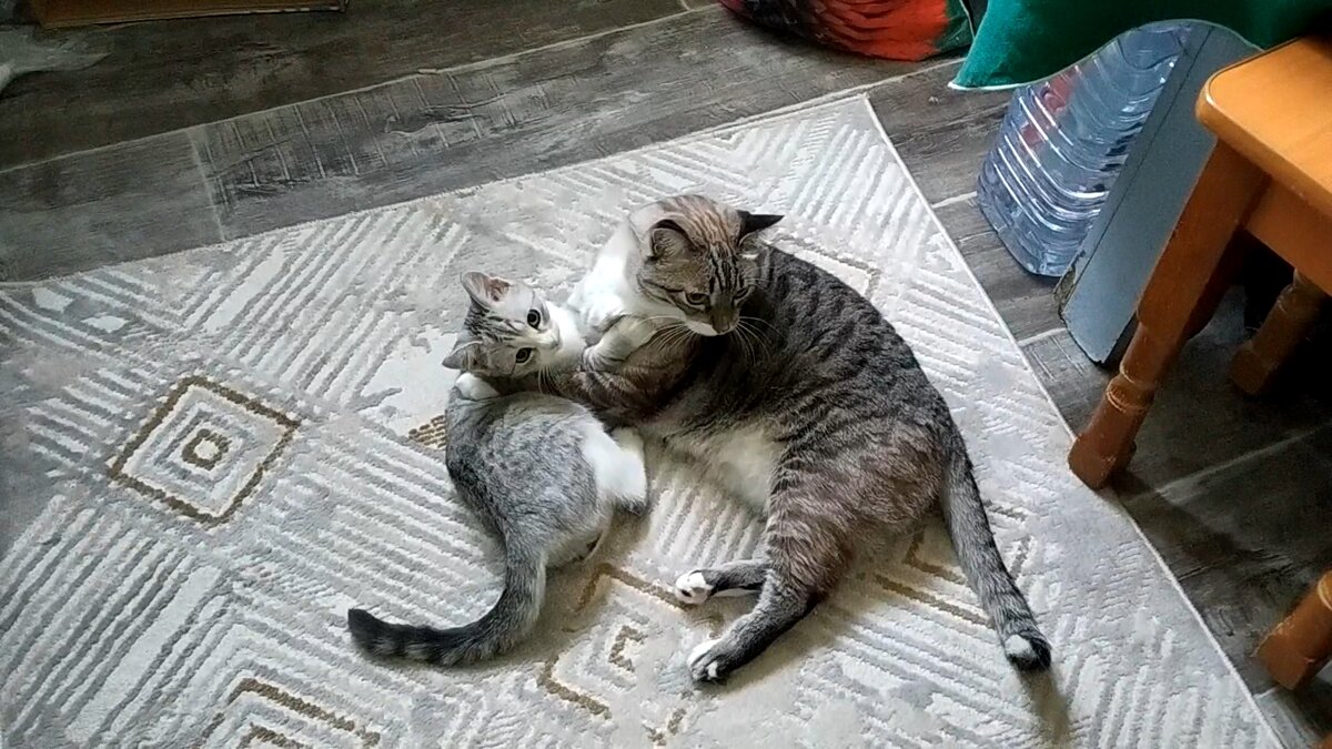 Оба кот. Кошка победила. обекот.