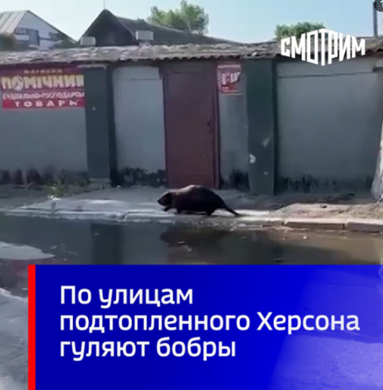 Яндекс. Картинки.