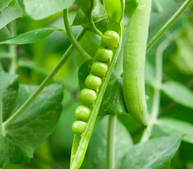 горох амброзия. горох "альфа". горох медовый стручок сахарный. мы посеяли горох фото детям. лист гороха.