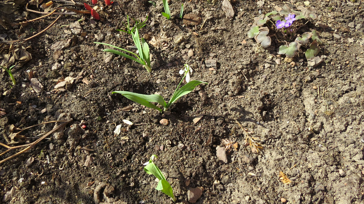 10.04.2023. Подснежникам снег - тёплая шубка:)