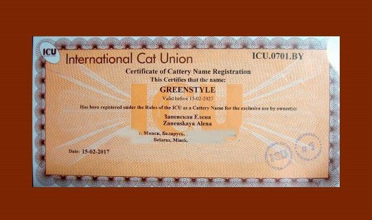 Вот так выглядит сертификат питомника (мой дом.адрес скрыт). Я вступила в эту фелинологическую систему 5 лет назад, т.е.перешла в другой клуб. И ни минуты не пожалела: это аналог американской ТИКА-системы, в ИКУ - компетентные судьи, яркие выставки и быстрое оформление всех документов. 