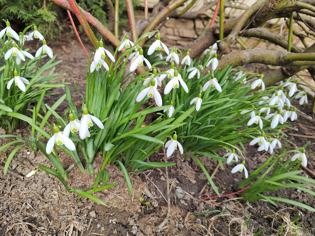 Подснежники 13 апреля 2023 МО