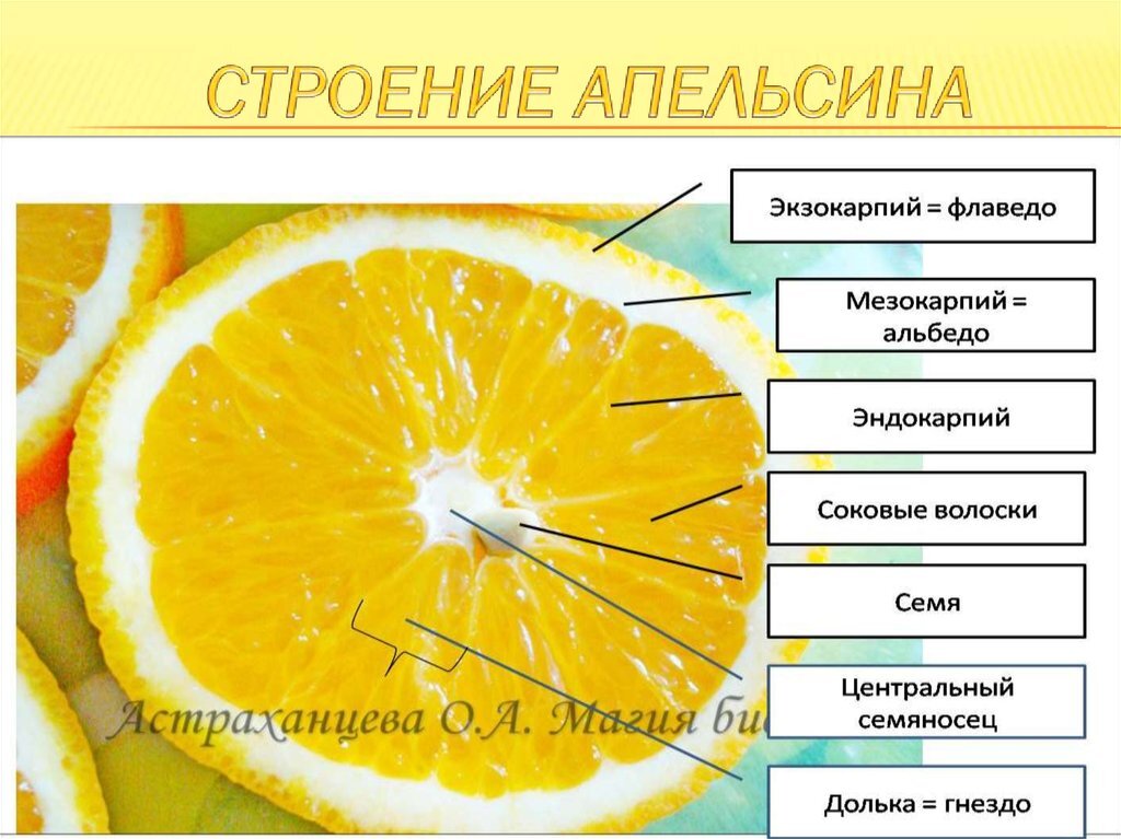 Нас интересует мезокарпий (альбедо).