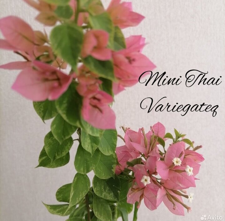 Фото продавца