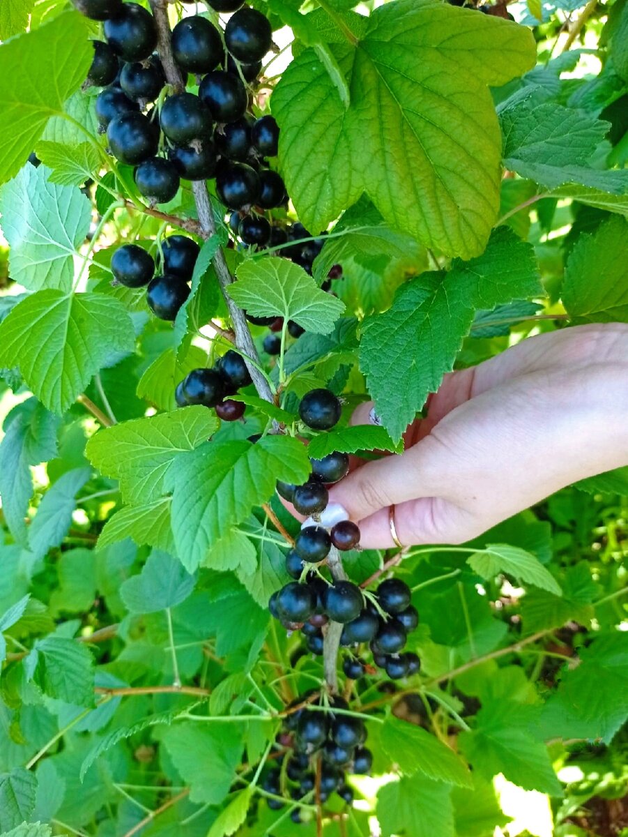 Питомник Кузнецовых. Плодоношение черной смородины 