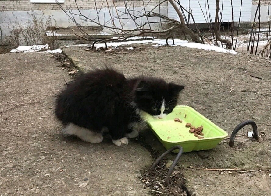 Котята мёрзли на плитах