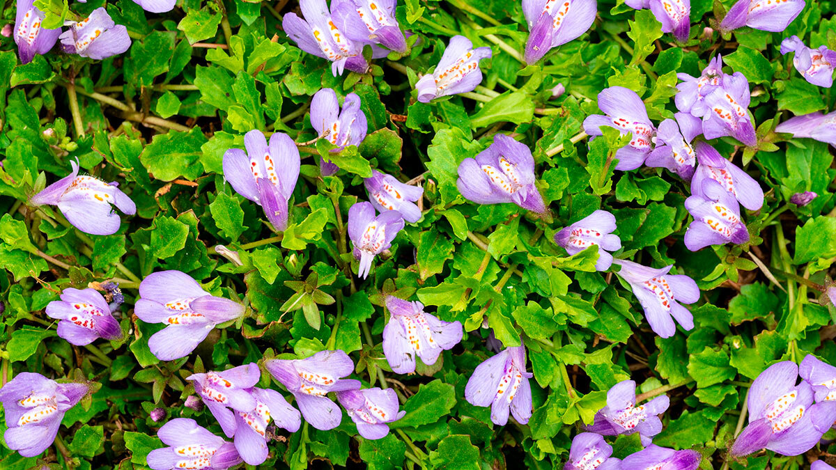    Растения, которые избавят ваш сад от сорняков Анастасия Романова