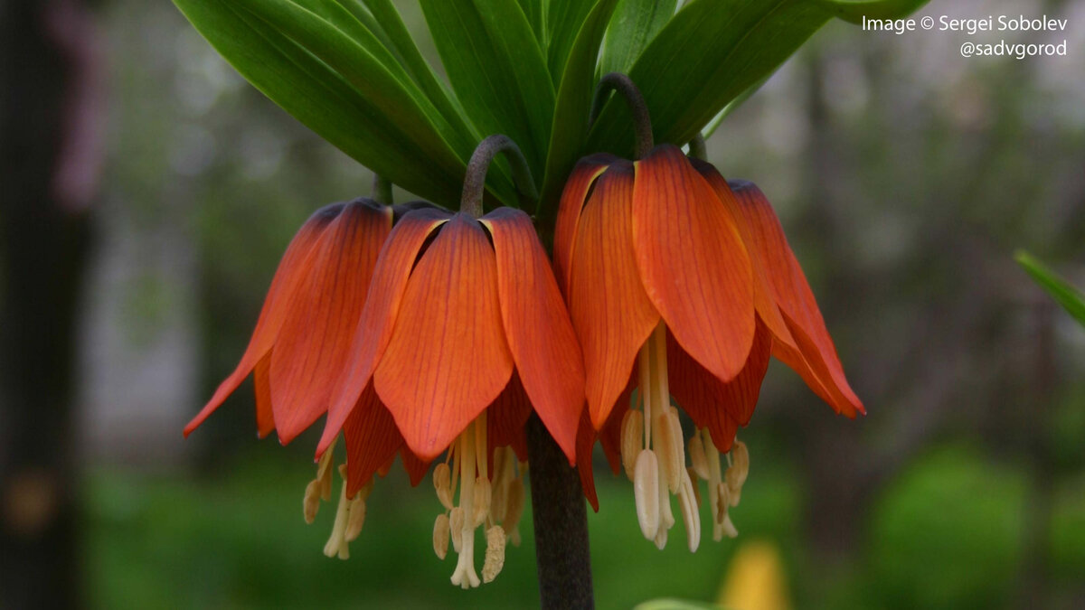 То было аж 2005 году. Мне казалось, что в жарком климате Волгограда им понравится.