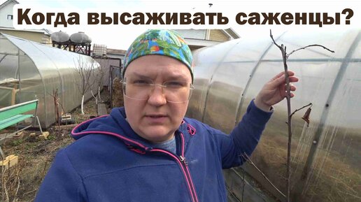 Осенью или весной покупать саженцы?