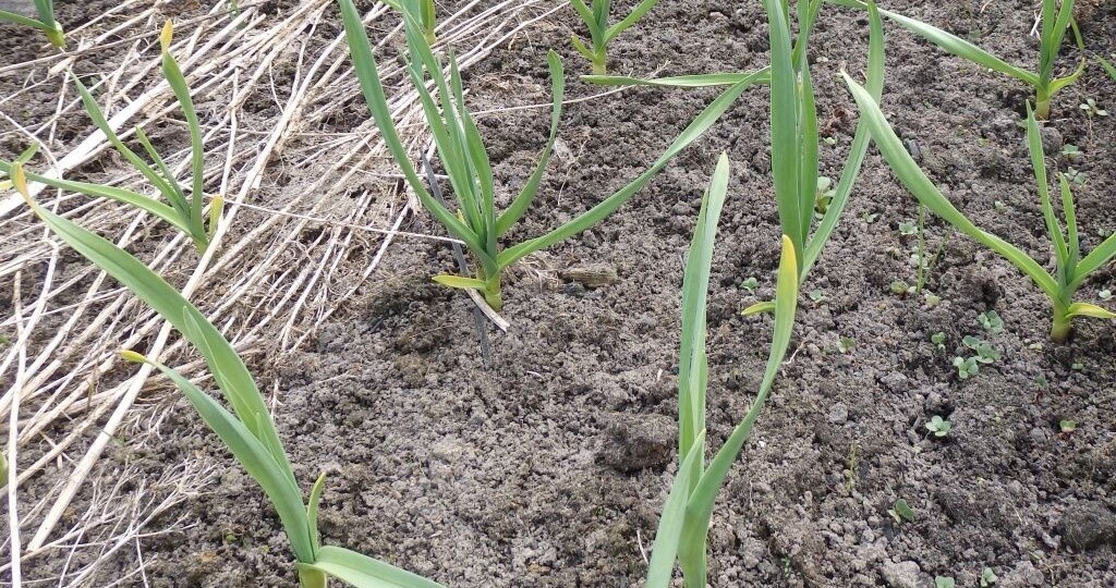 Почему желтеет чеснок? Подкормка чеснока весной