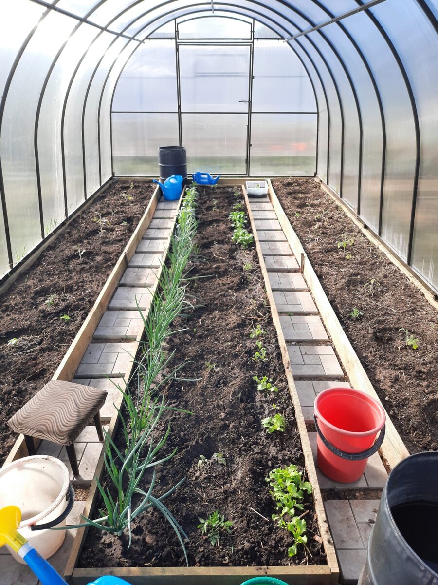 Здесь в каждом ряду - томаты, по краям зелень.