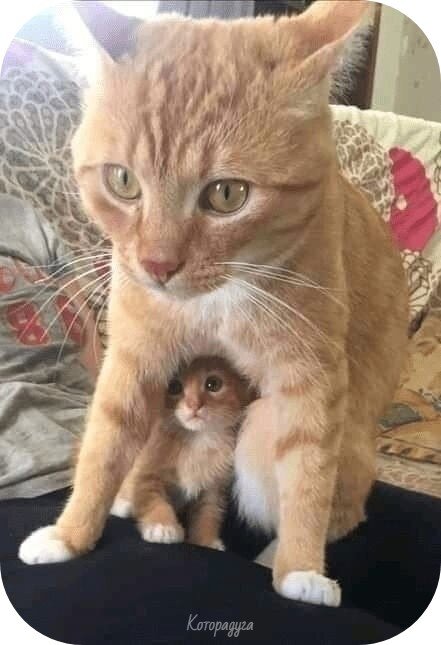 Источник: pinterest.com