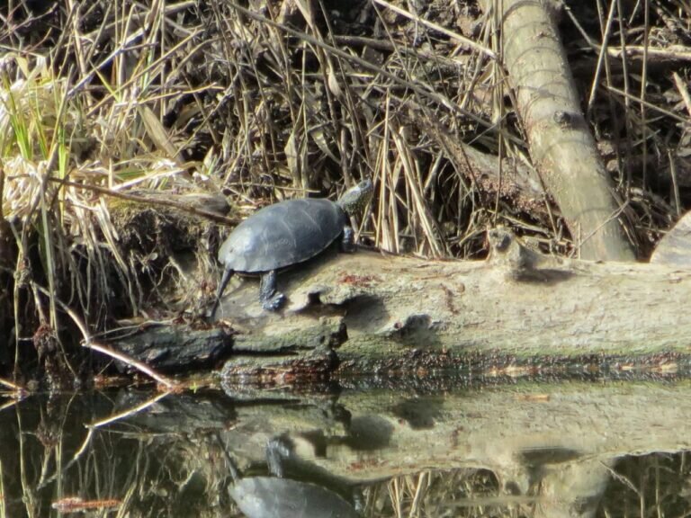    В Бузулукском бору проснулись болотные черепахи Марина Шарт