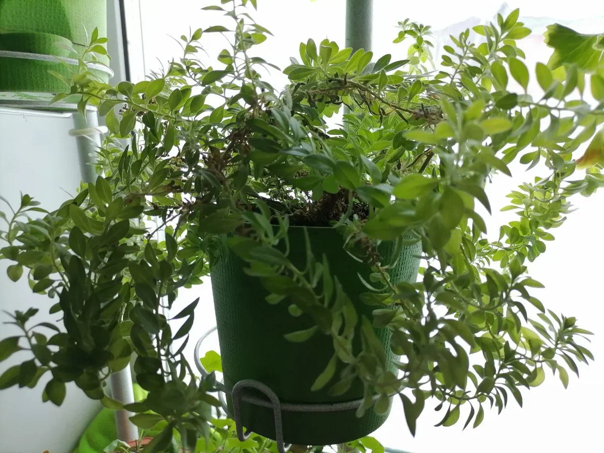 Калибрахоа дома зимой