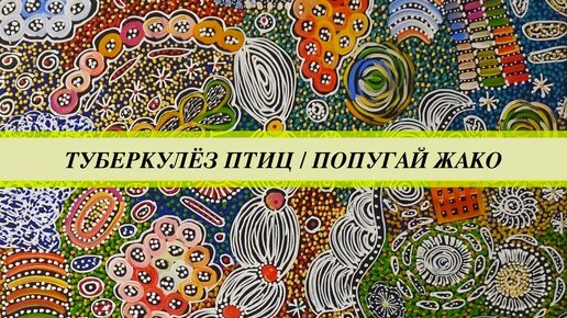 Туберкулез птиц у попугая жако, а также цирковирус, орнитоз, криптоспоридиоз. Продолжение истории о попугае жако выкормыше.