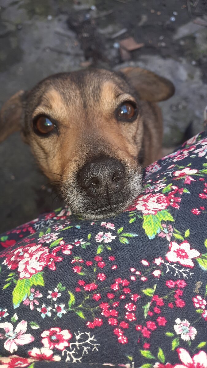 ЭТО МОЯ ОДНА СОБАЧКА Умка среди 59 хвостиков кошатиков !🐕😻😻😻Ее выкинули в ноябре в грязюку крошечкой двухмесячной к нашей пятиэтажке три года назад всю в мазуте от тепловозов. Рядом станция ж.д..О меня так любит.... 💖Сколько в. ее глазках преданности , любви ко мне . КУРНОСАЯ МОЯ ЗАЙКА !💖💖💖 Я думаю , что  собачка за меня жизнь свою отдаст.. 💖 Только мне не надо ! Пусть живет со мной мое солнышко ! 💖