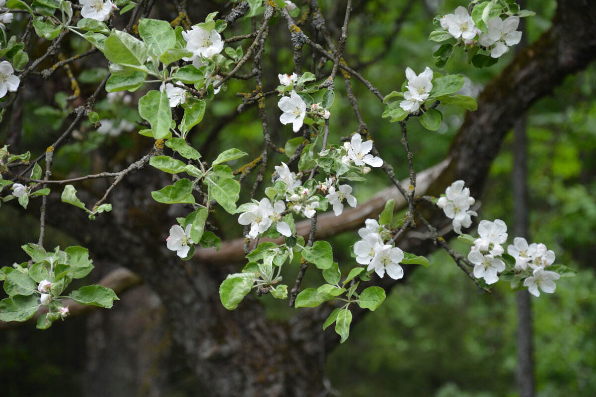 Чтобы дерево чувствовало себя хорошо, о нем надо заботиться