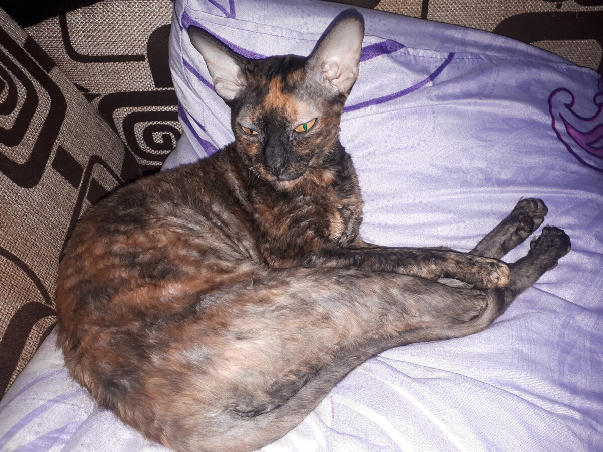 Наша королевишна, тунеядка😂😂😂 Вот так она спит, на подушке Ярослава, а он рядом...