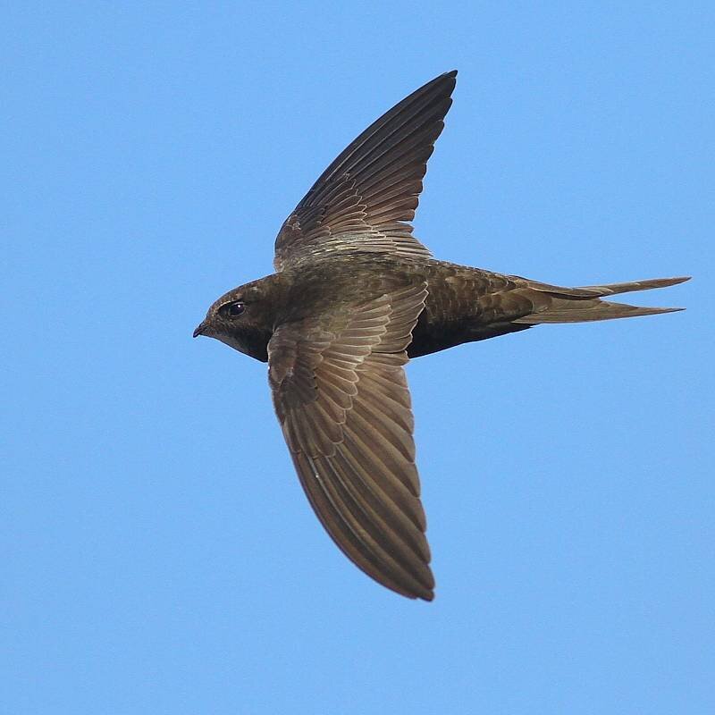 Черный стриж