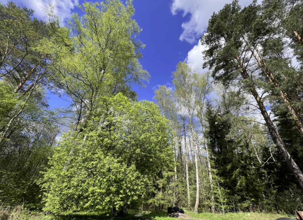 Что делать в весеннем лесу, когда вам на двоих 128... | Книга Грибов | Дзен