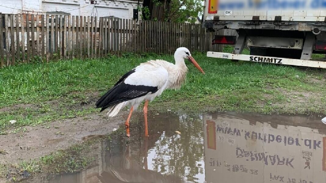 Сейчас аист