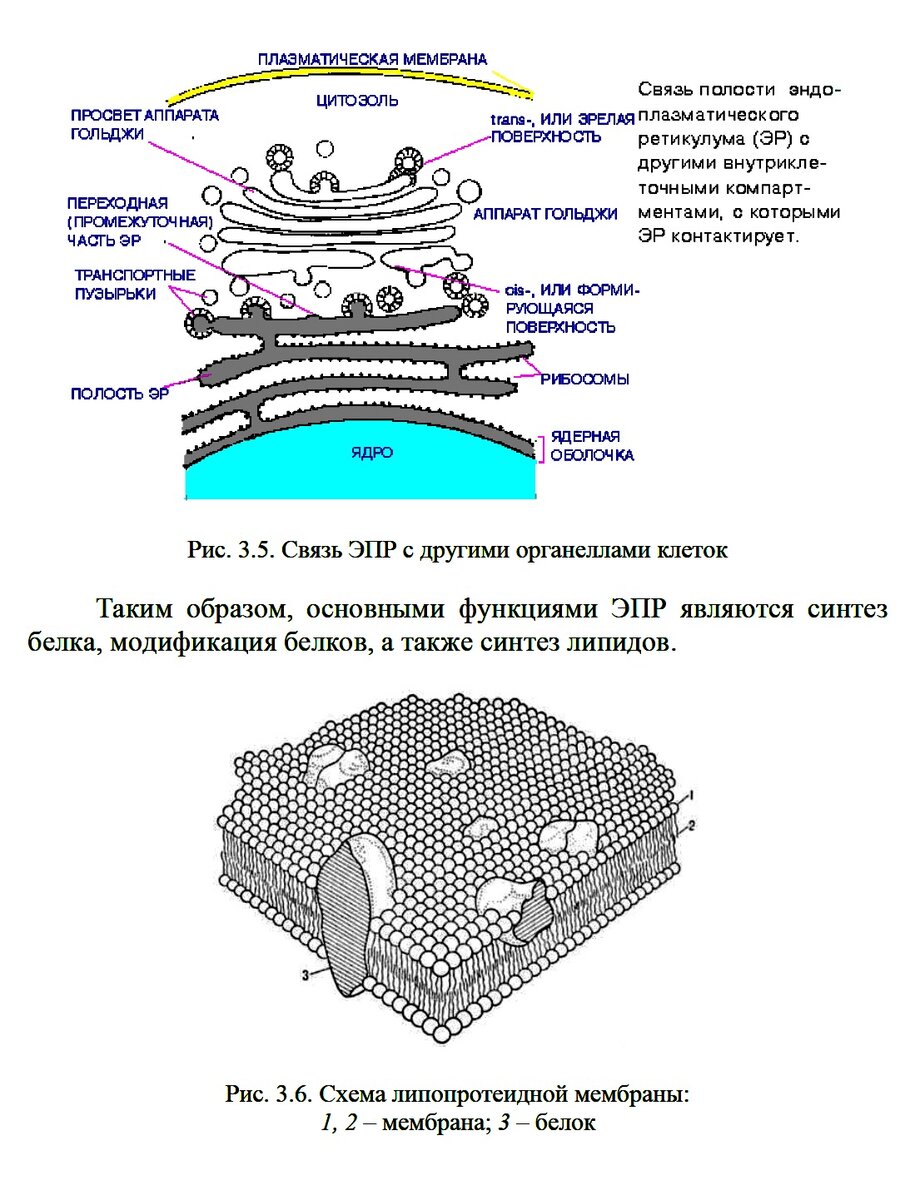 Все о дрожжах «Saccharomyces cerevisiae»