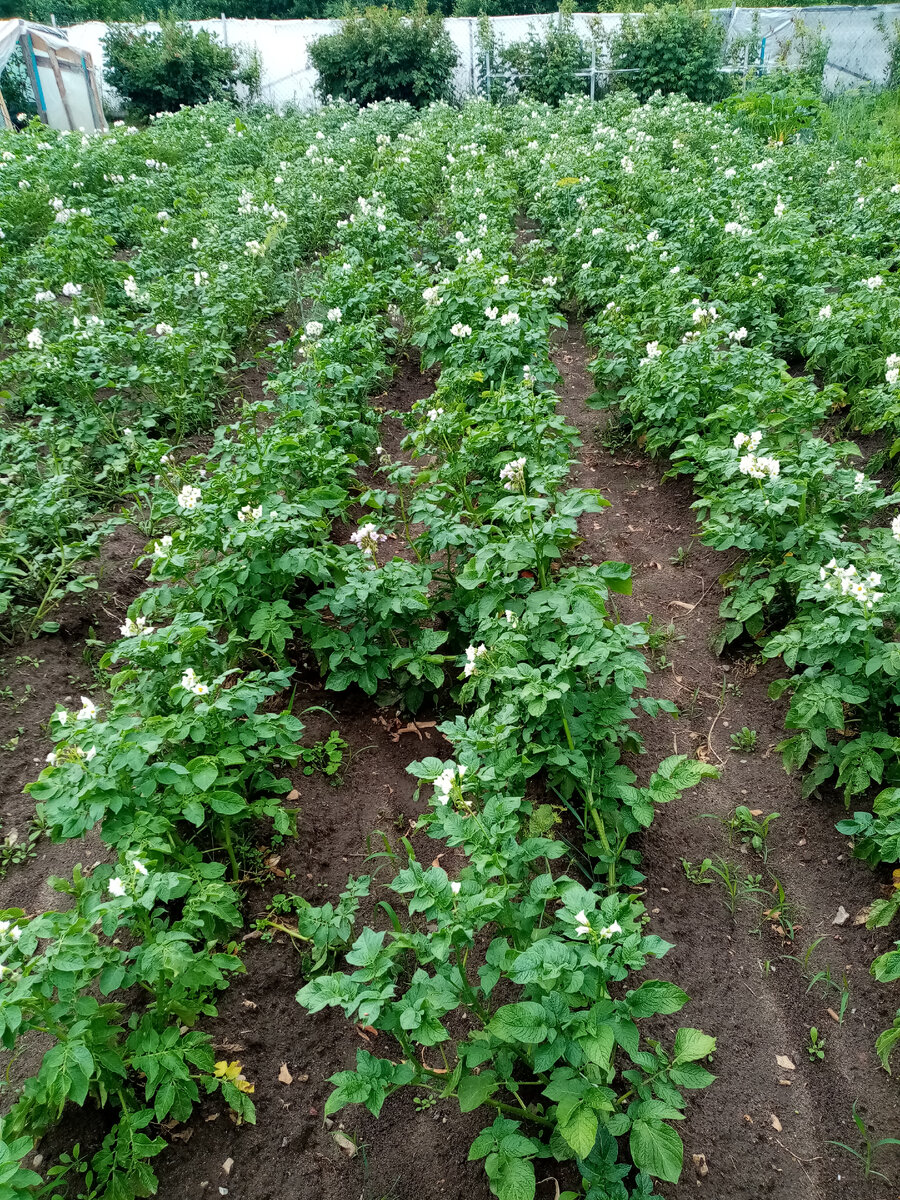 Июль 2022 , в этом году будем сажать столько же