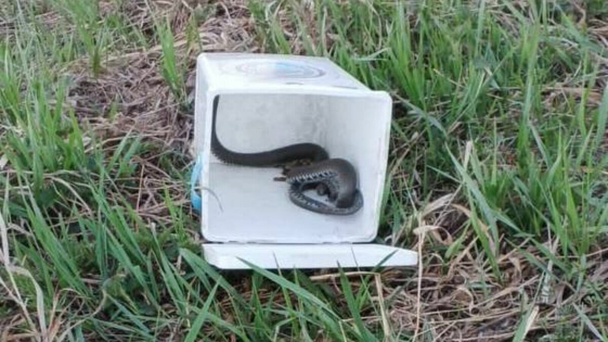     В Бугульме поймали и выпустили в естественную среду обитания ужа. Об этом сообщила пресс-служба Госкомитета Татарстана по биоресурсам.