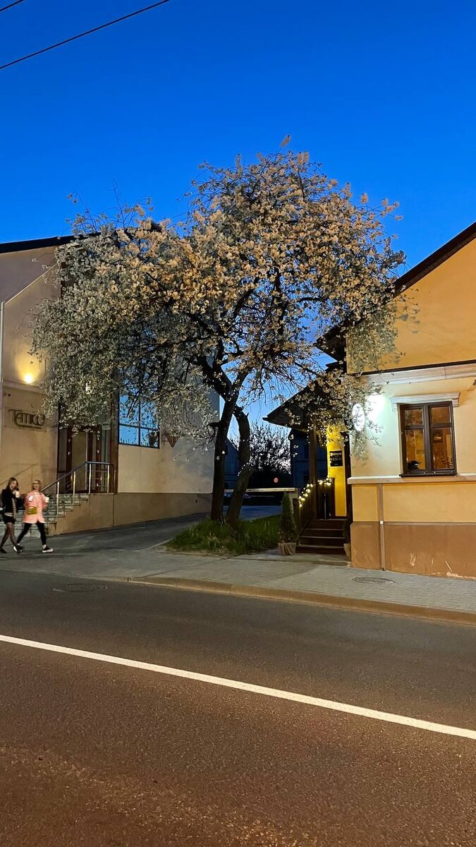 Фото дочери. г.Гродно. Романтическая вишня для свиданий