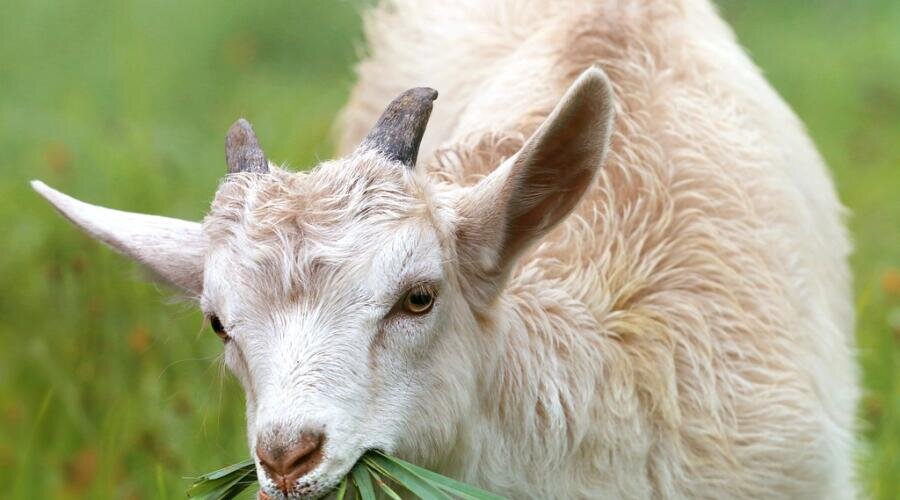    Выгодно ли быть фермером? Фото: по лицензии PxHere