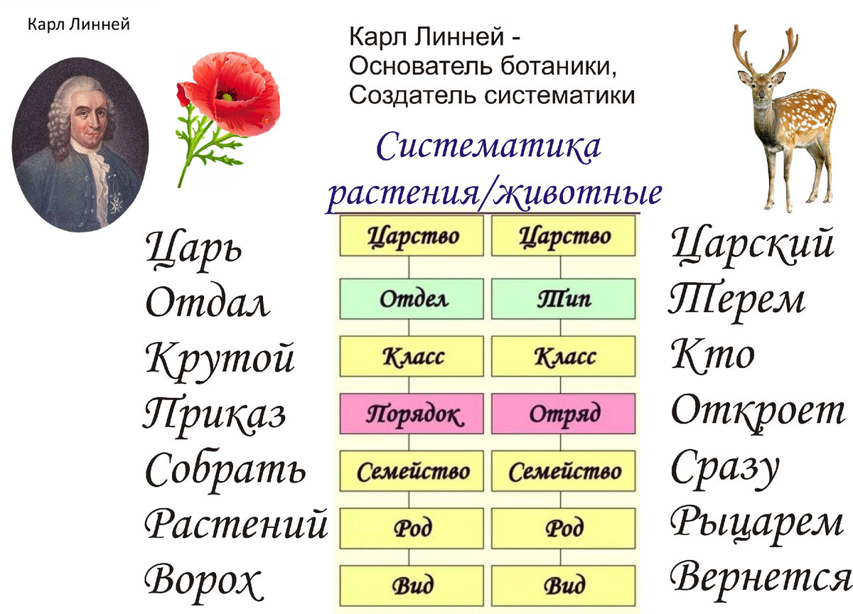 Систематические категории растений