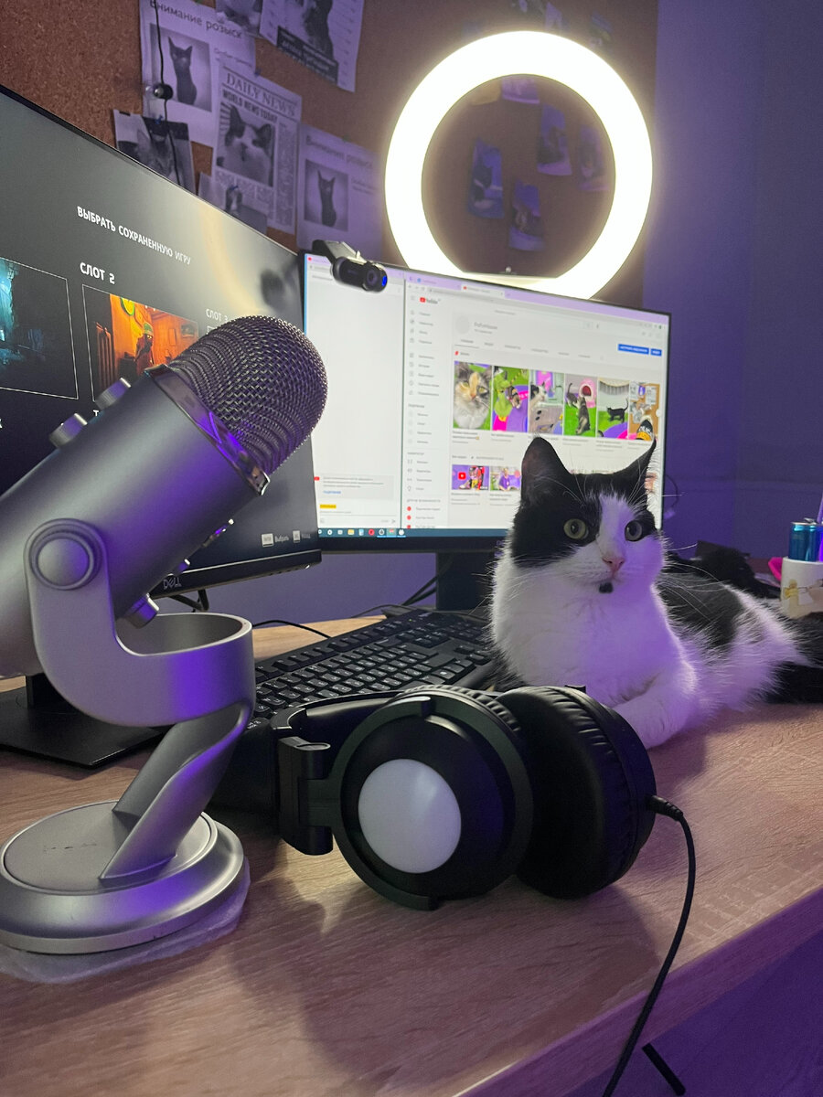 Кот блогер из FrrFrr House