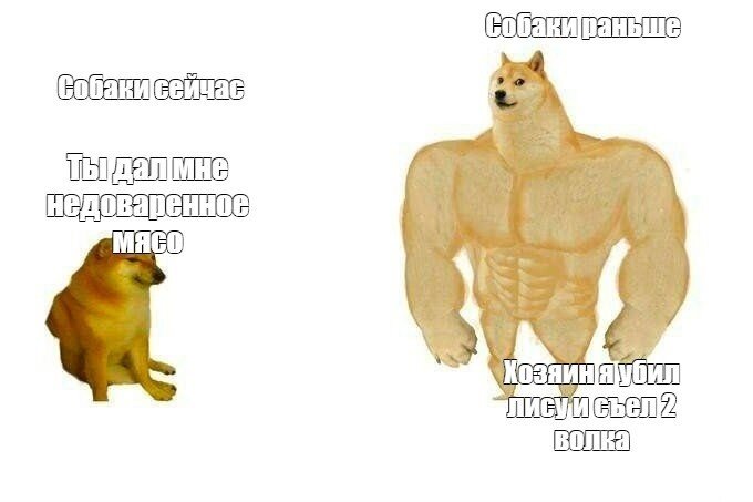 Качок доге мемы