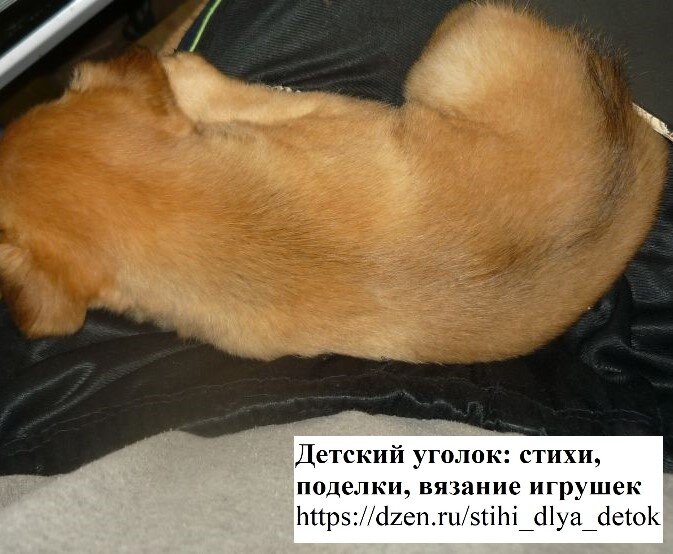 Ласка, спящая на коленях 😊