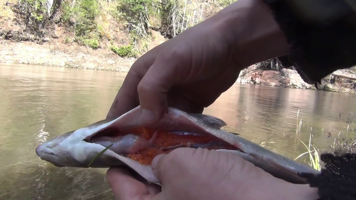 Хариус с икрой фон красная скала смотрите на видео в конце статьи