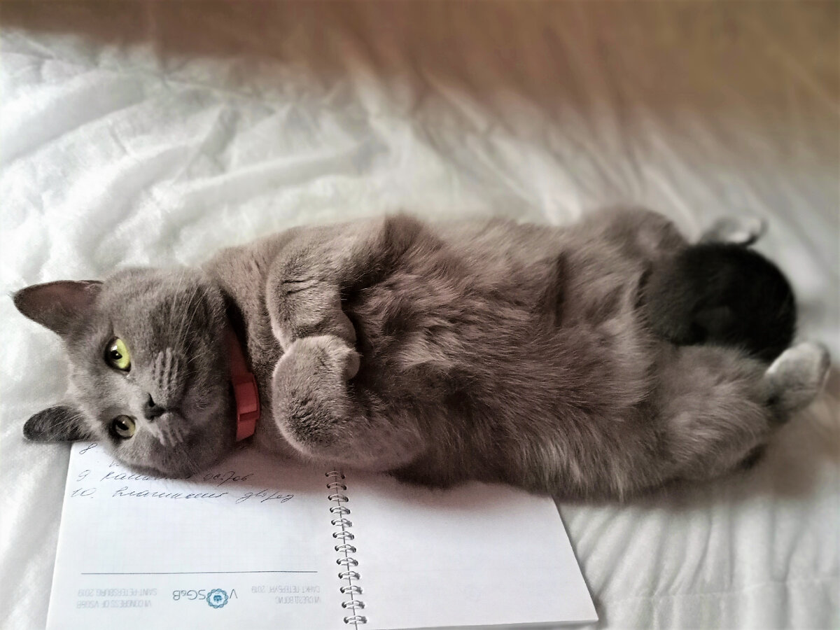 Шанечке два года. Фото автора