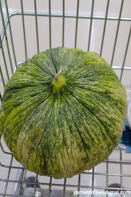 Дыня кампыр