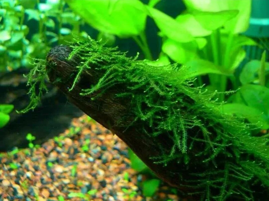 Мох яванский (java Moss)