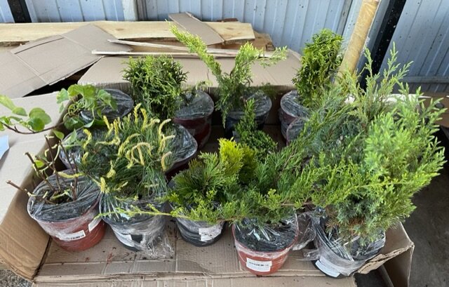 ЗАКАЗ ИЗ ПИТОМНИКА "ПЛАНТМАНИЯ"