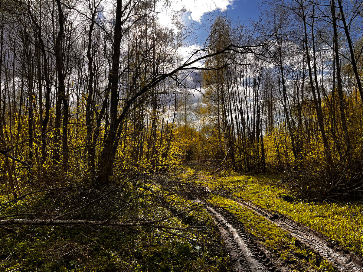 Здесь еще проехать можно. Самую грязь я не сфотографировала. Листайте галерею